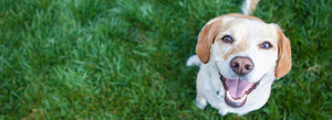 ‘Ilio Dentals Teeth Treat™ Giveaway at Hawaiian Humane Society PetWalk 2013